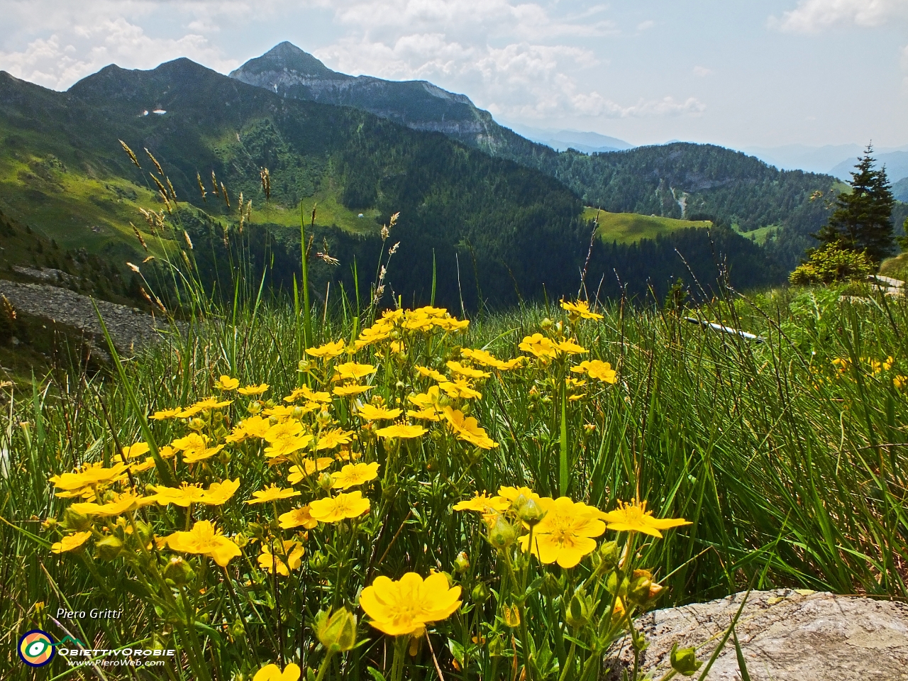 41 gialle fioriture con vista in Cavallo....JPG